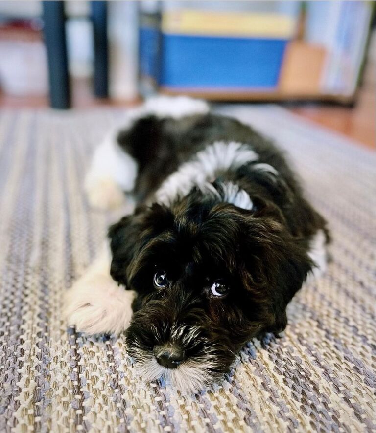 Oats joins the family