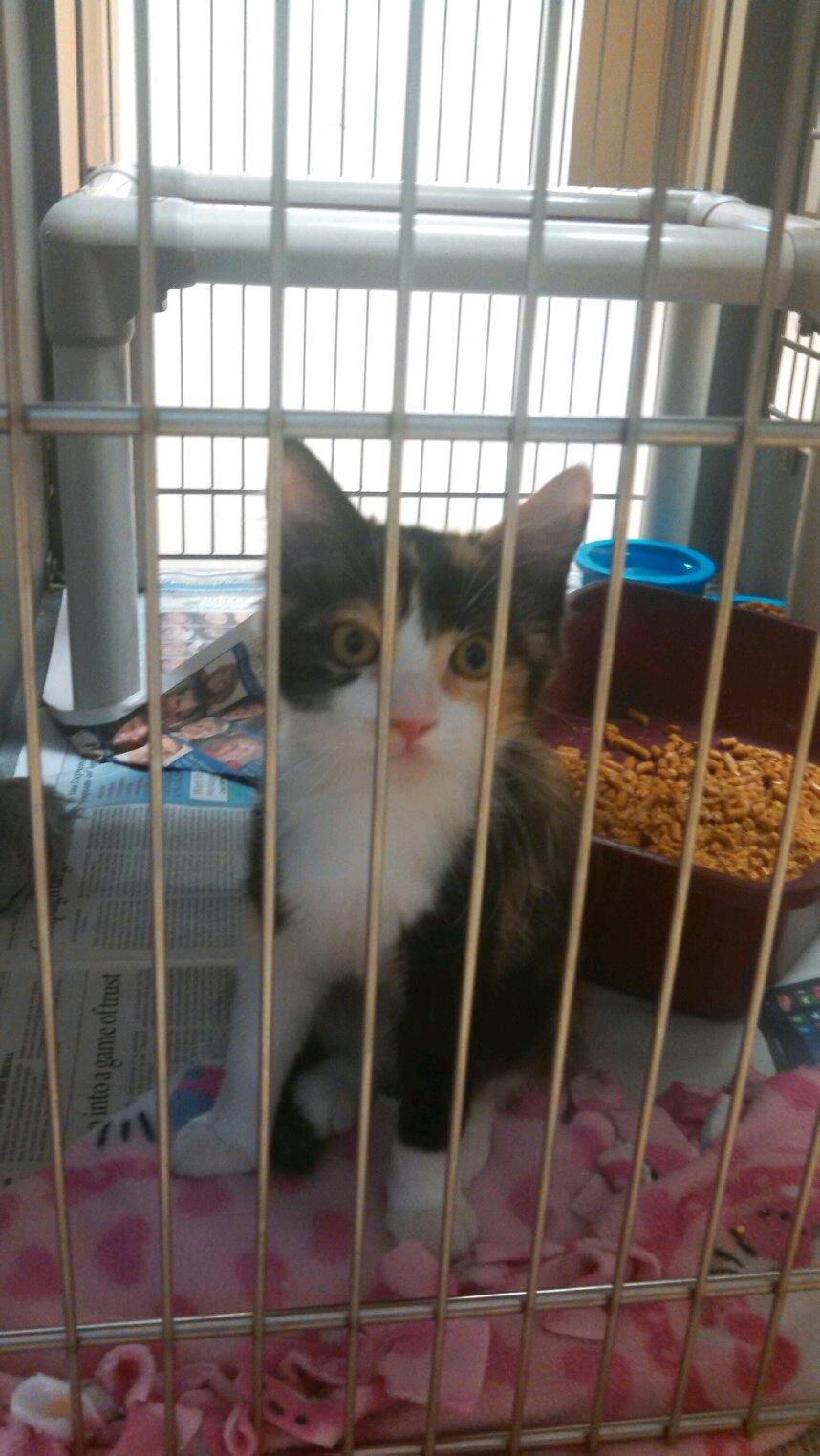 Megan and her college roommate Katie get a kitten together that Boyce actually picks out, and the family gets started with Nymeria