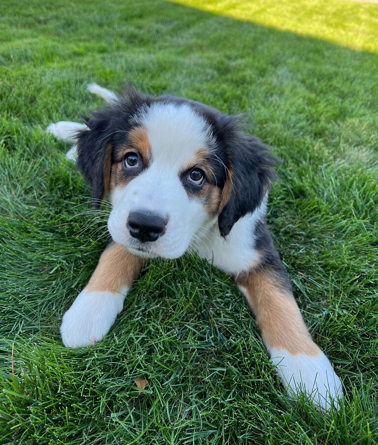 The day we brought home Sandy's brother, Archer! 
