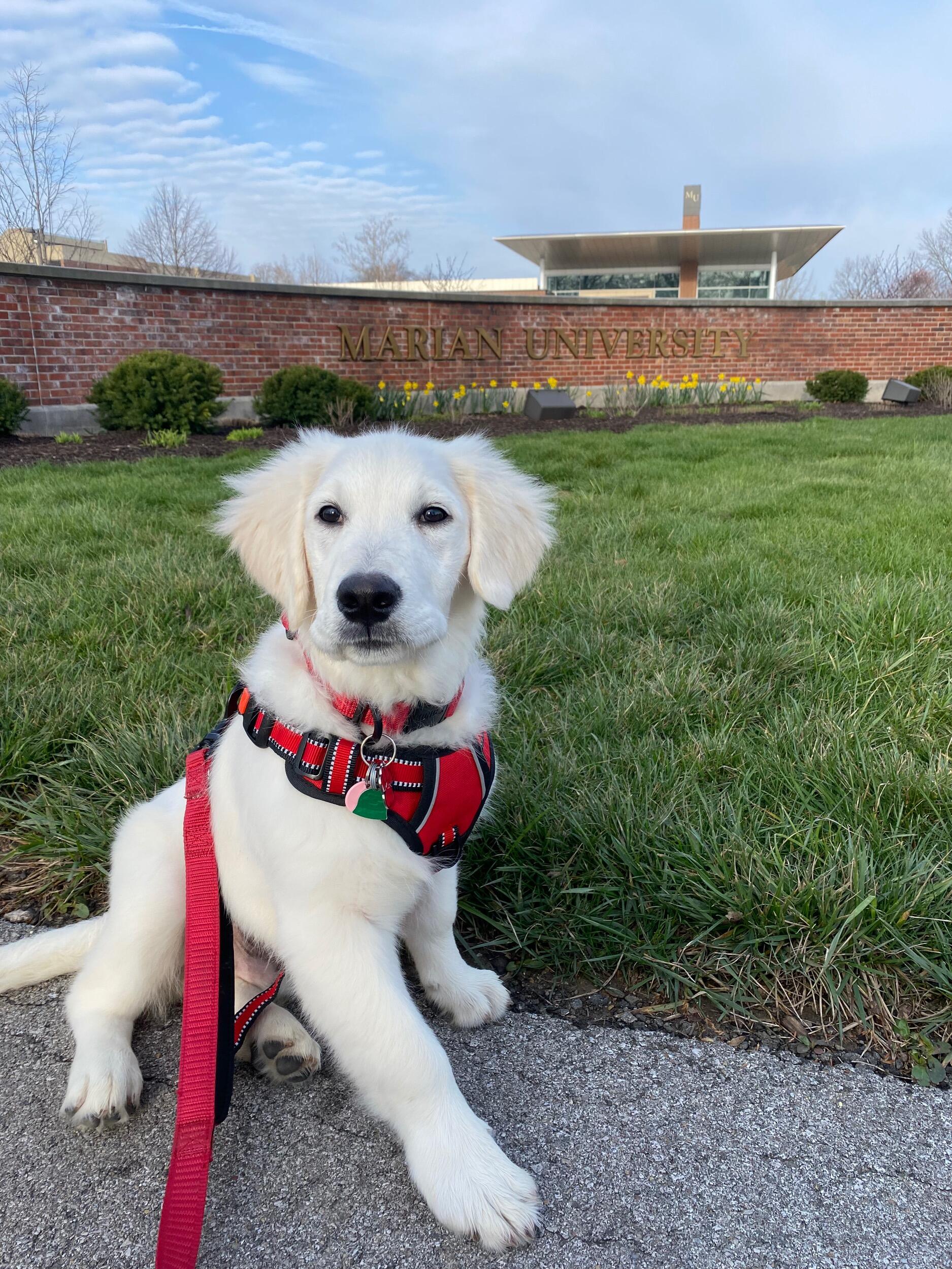 Enzo at Marian University