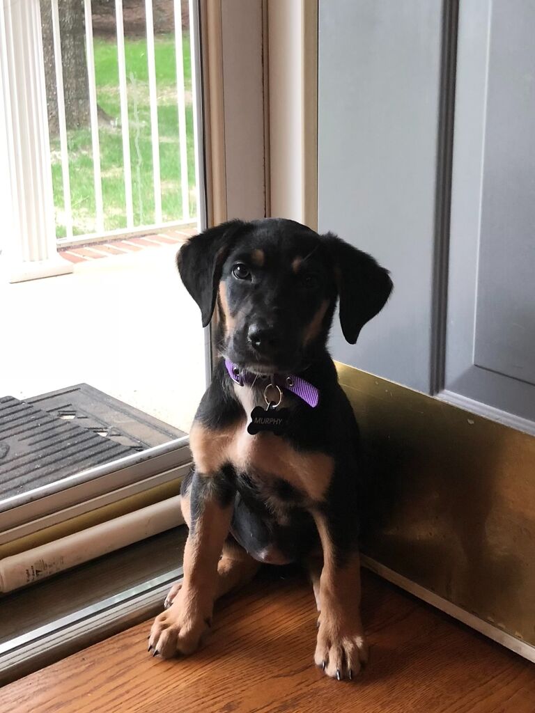 Our sweet Murphy girl was the reason we met in the fall of 2018. Katie was coming home from a night out at JMU and saw Andrew walking Murphy and immediately ran up to him and asked to pet his puppy. That then turned into a 30 minute conversation where we realized that we were next door neighbors. Since Katie was in a relationship at the time, this began as an amazing friendship. 