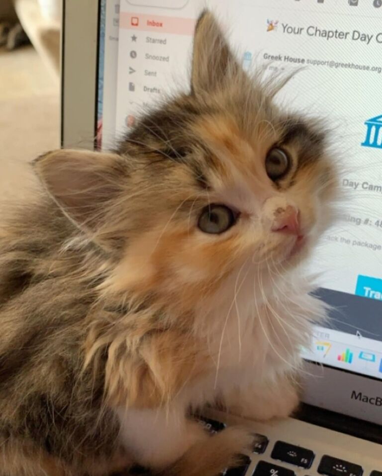 Brant became a cat dad when Alyssa got a wild itch to adopt a kitten. Her name is Pickles and Brant loves her, no matter how much he might deny it.