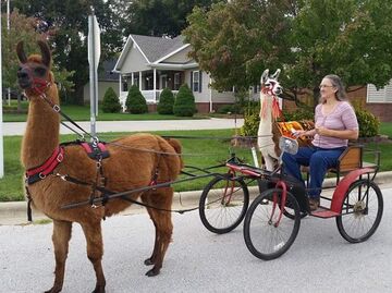 Sunset Party Cart Rides L.L.C. - Pony Rides - Springfield, MO - Hero Main