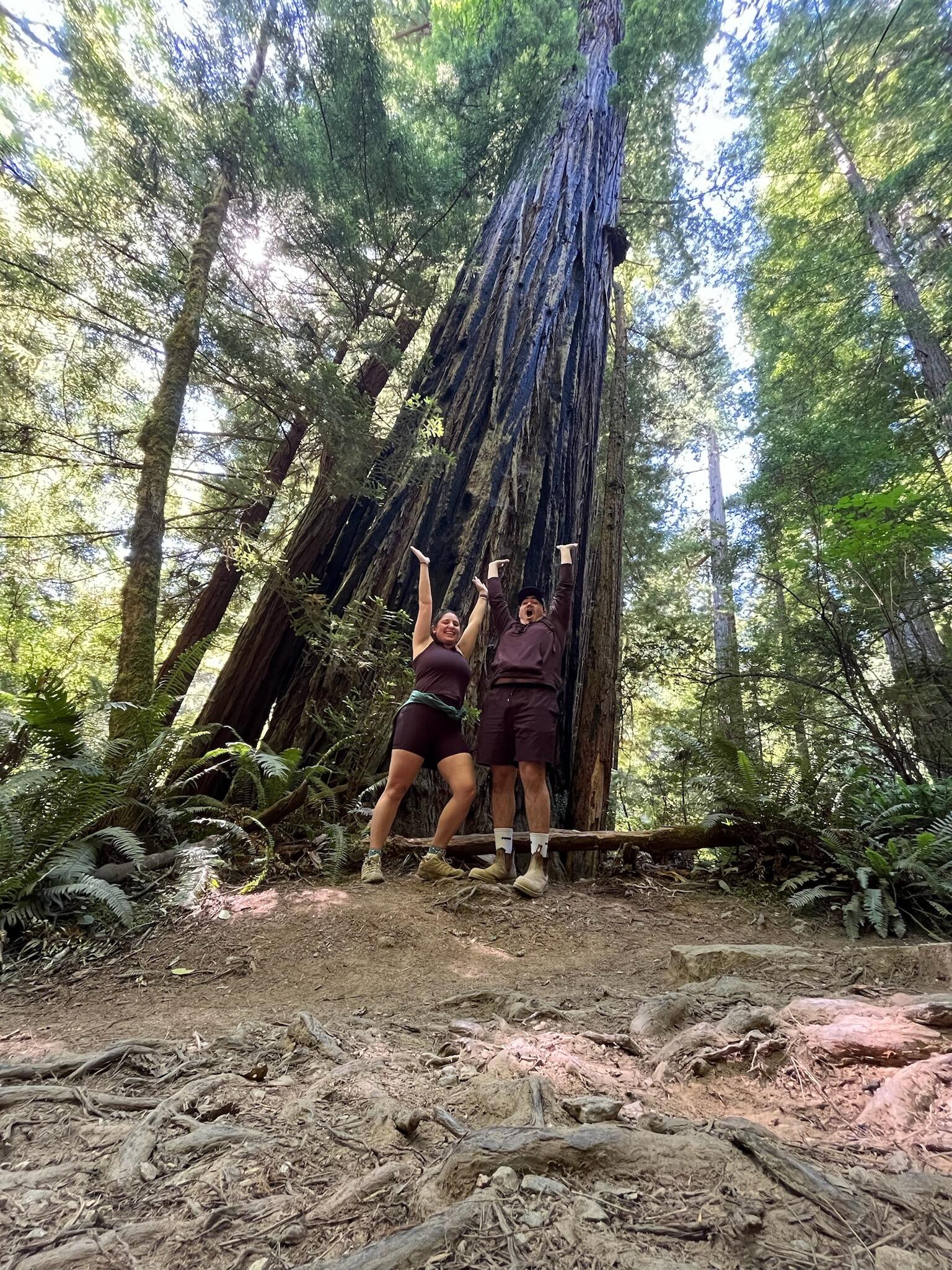 Hiking in the Red Woods while in California