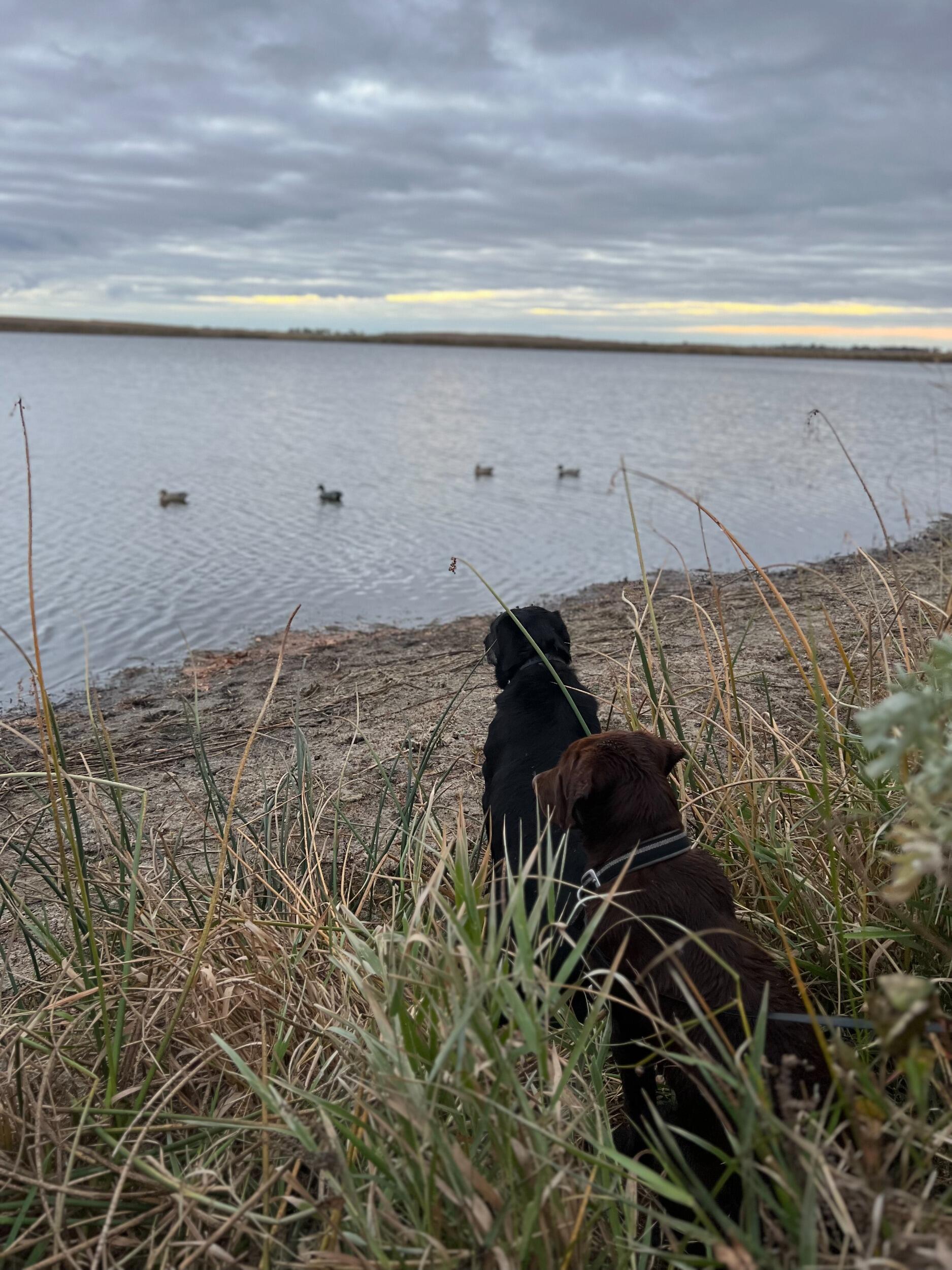 Our first time hunting with Moose! He learned from the best, Roy.