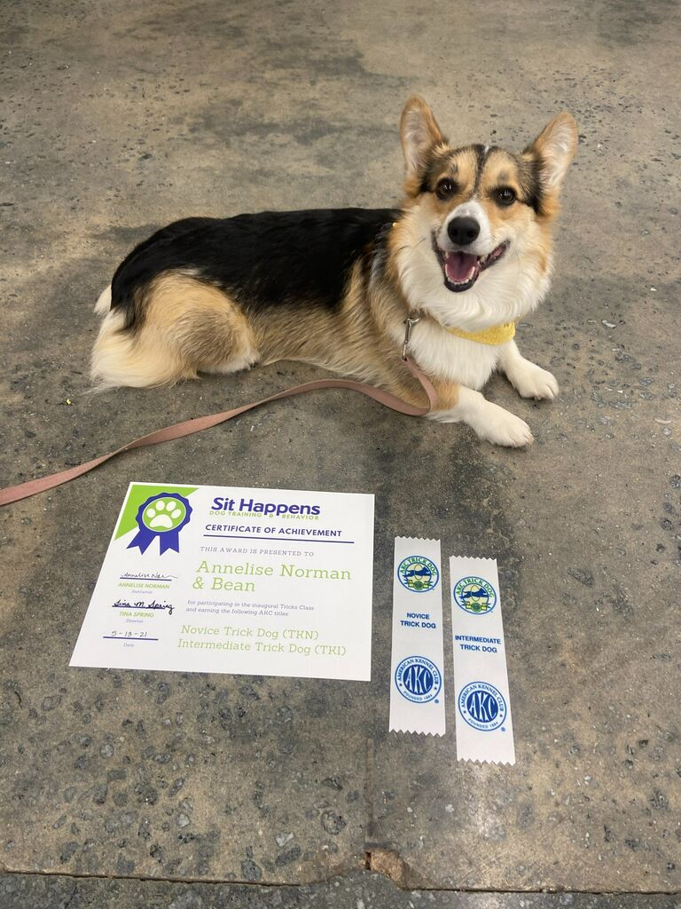 Bean begins her career as an AKC Trick Dog, earning Novice and Intermediate Trick Dog titles