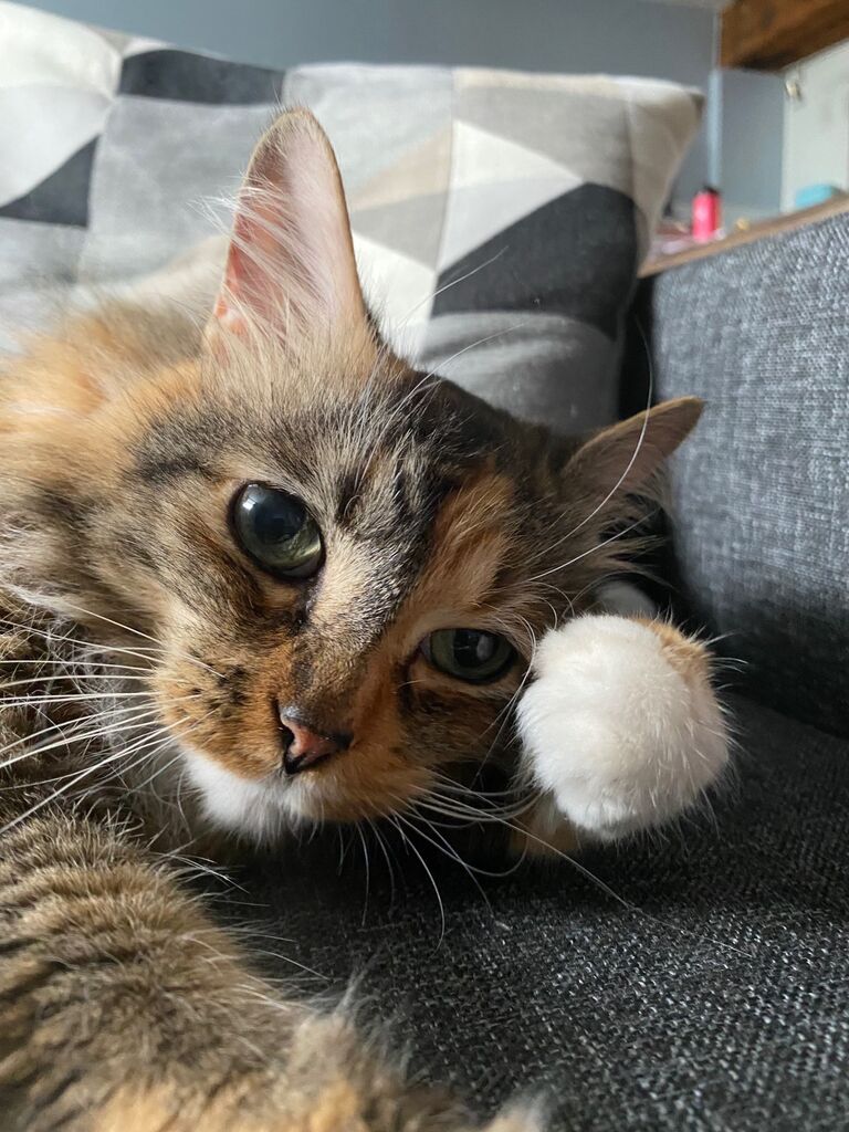 Their first baby! Luna, adopted from Lakefield Animal Welfare Shelter
