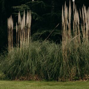 Gallery Photo 47