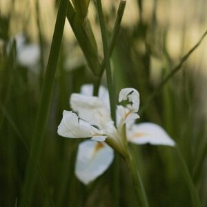 Gallery Photo 36