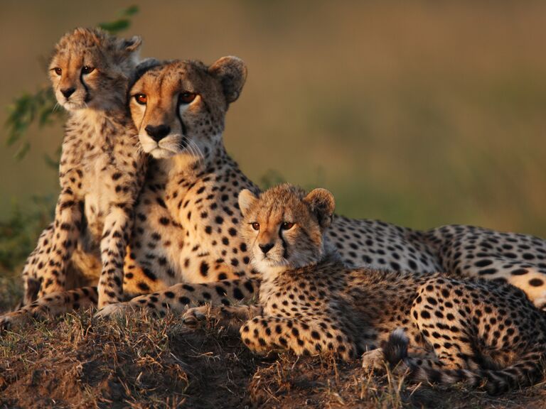 Cheetah mother with kits in Kenya