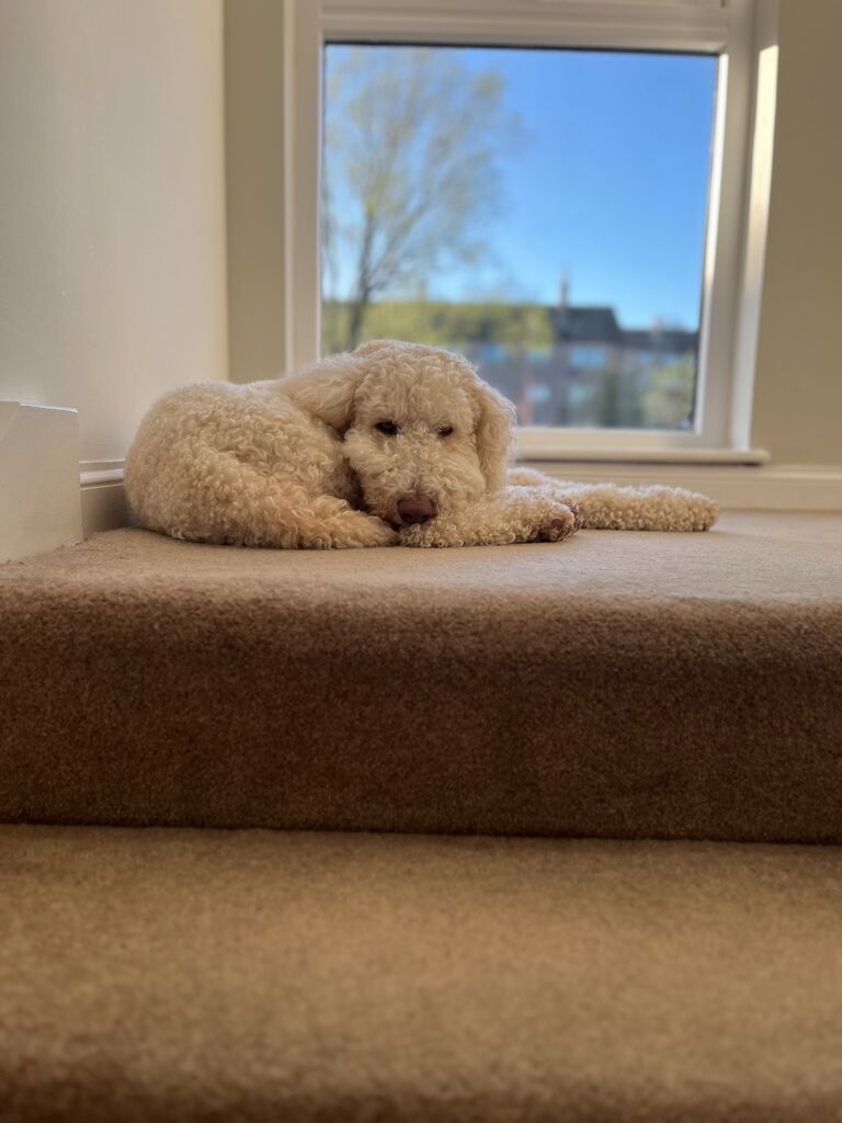 Coco living her best life in her new home with the perfect window for neighbourhood watch!