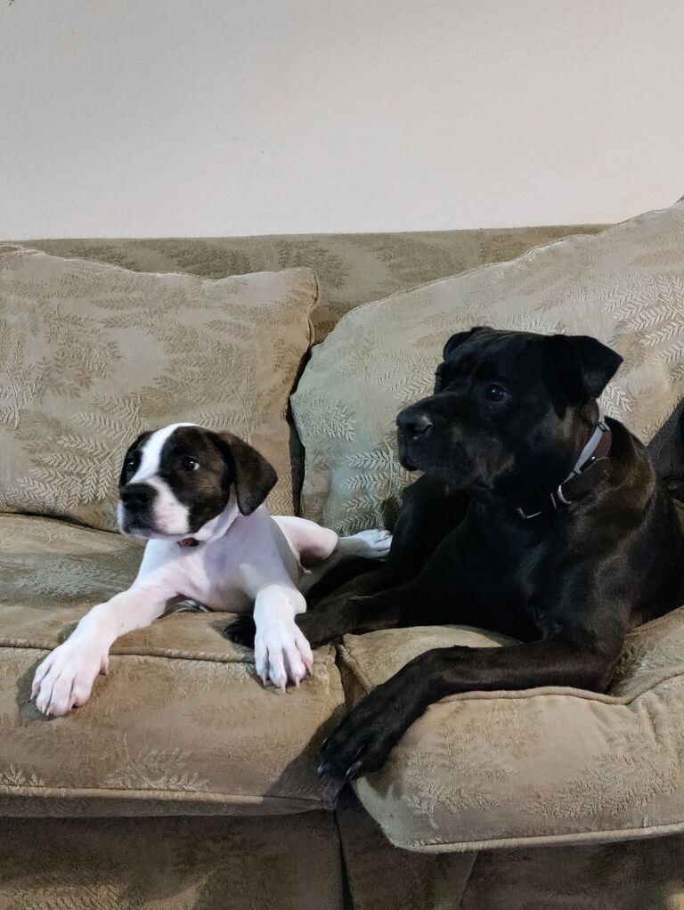 When the puppy's owner was not found after a week, we kept her and named her Luna! 