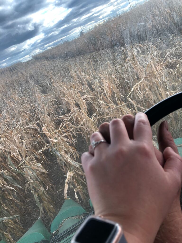 Combining corn the next day!