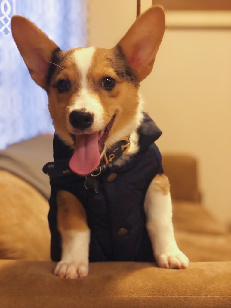 Adopted our first dog, Nugget
