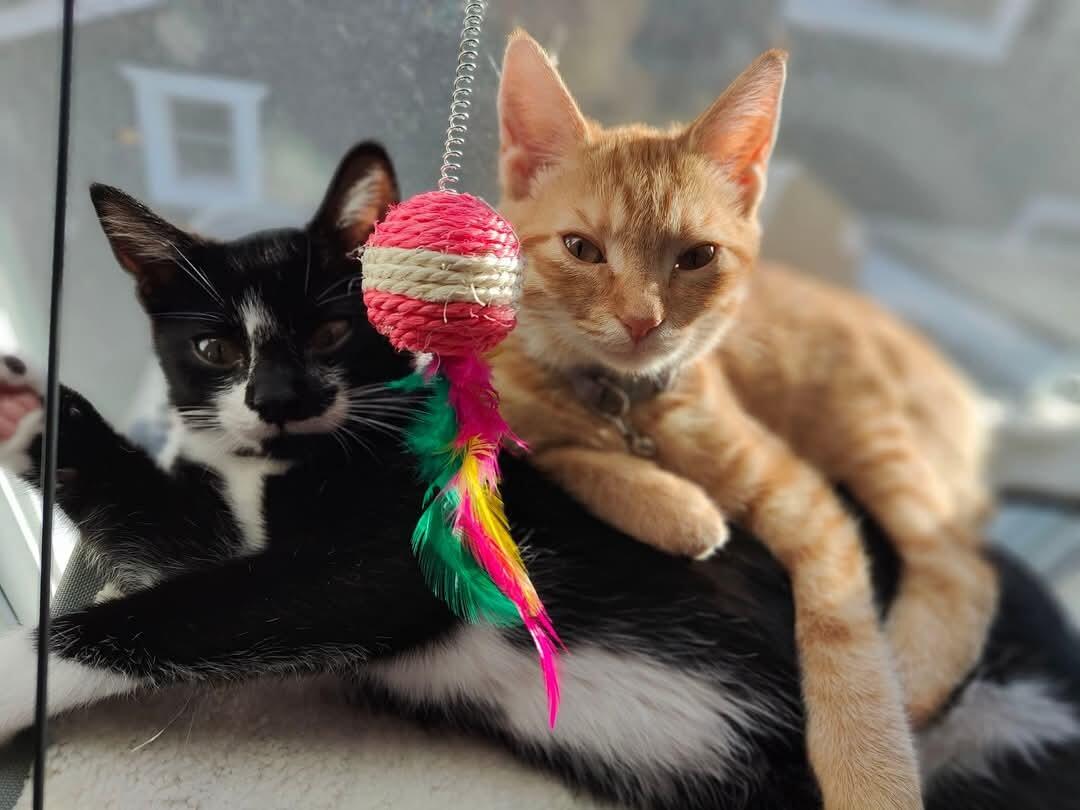 Added two fur babies 🐾Meet Oreo and Taco! 
