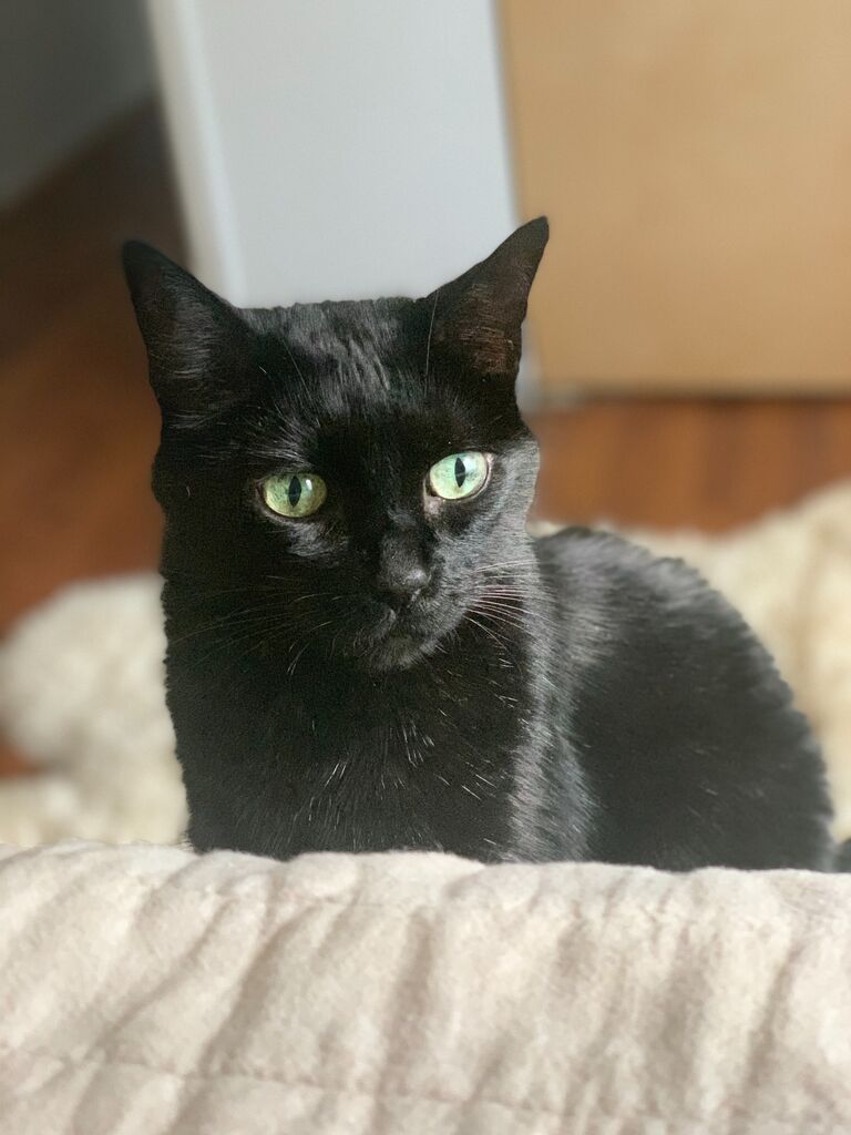 We inherit Milo Kitty
