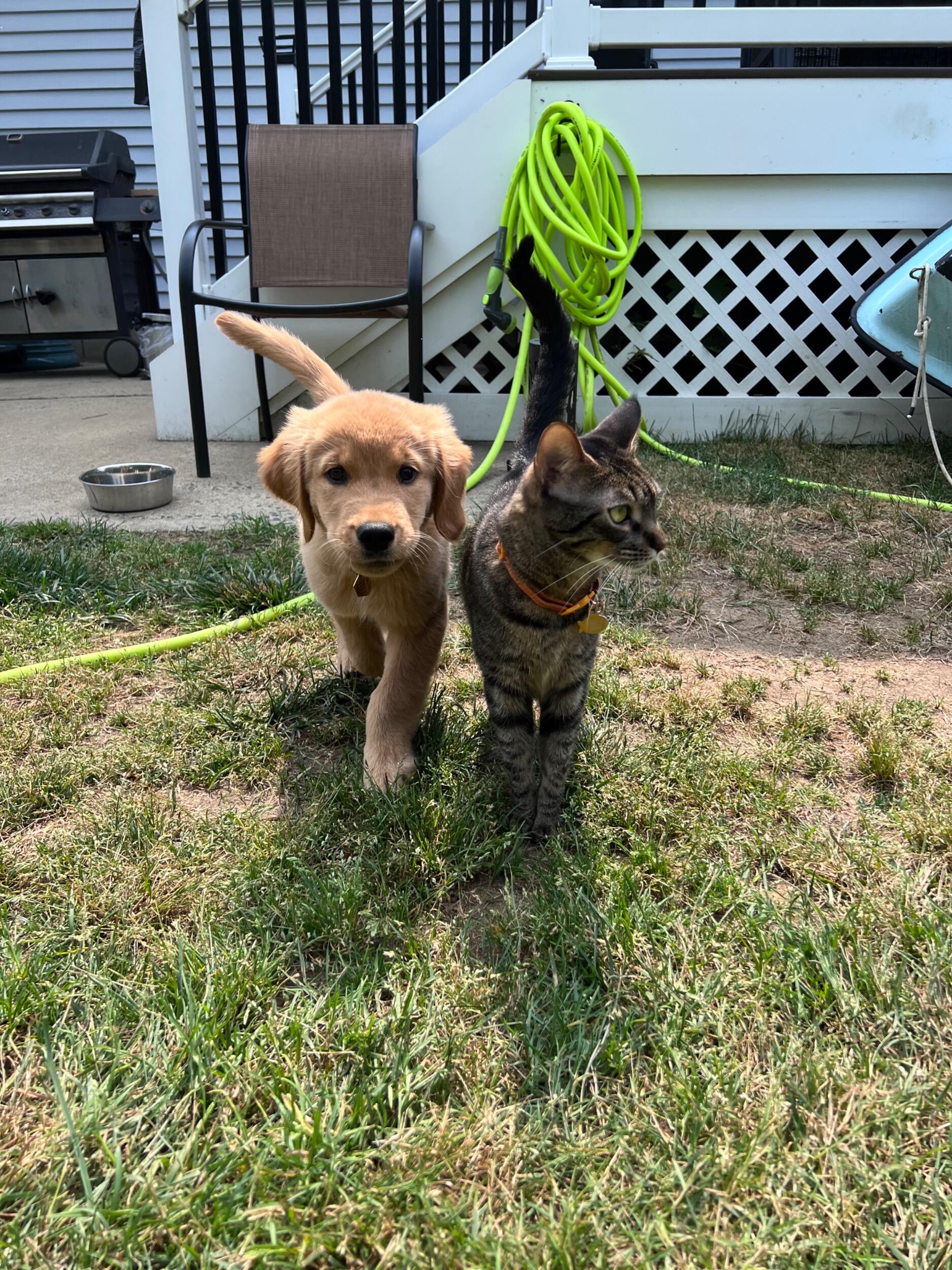 Adopted Millie the menace.