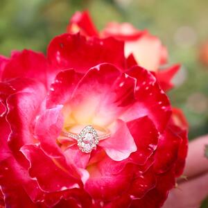 Gallery Photo 11