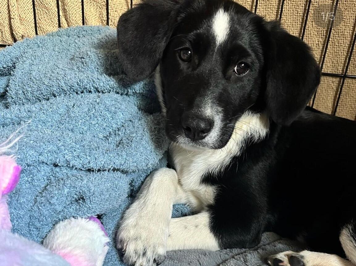 Bree & Nick adopt Phoebe the dog