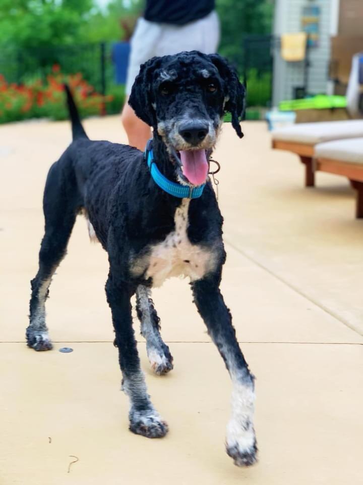 Adopted Winston!