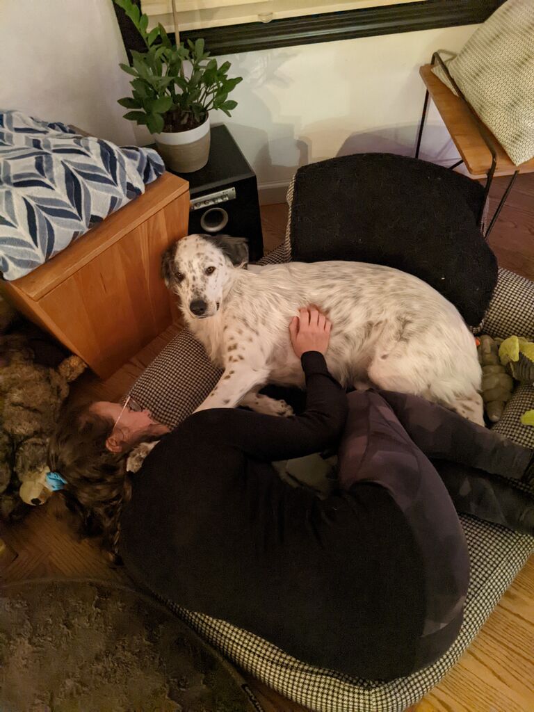 Sarah meets the dogs