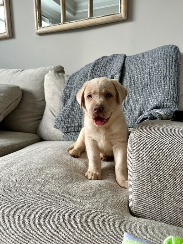 The day we got our lab Tate, A.K.A Tater Tot