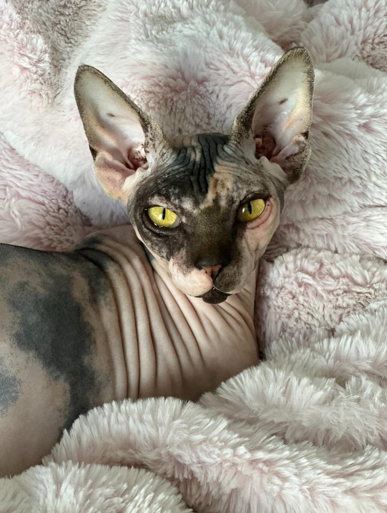 Quetzali's gotcha day!