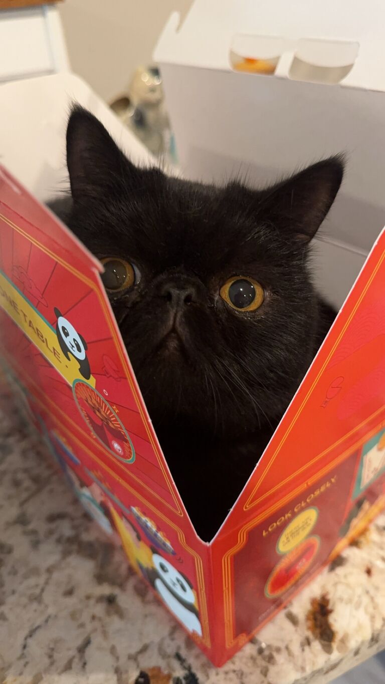 Our new cat Fester!