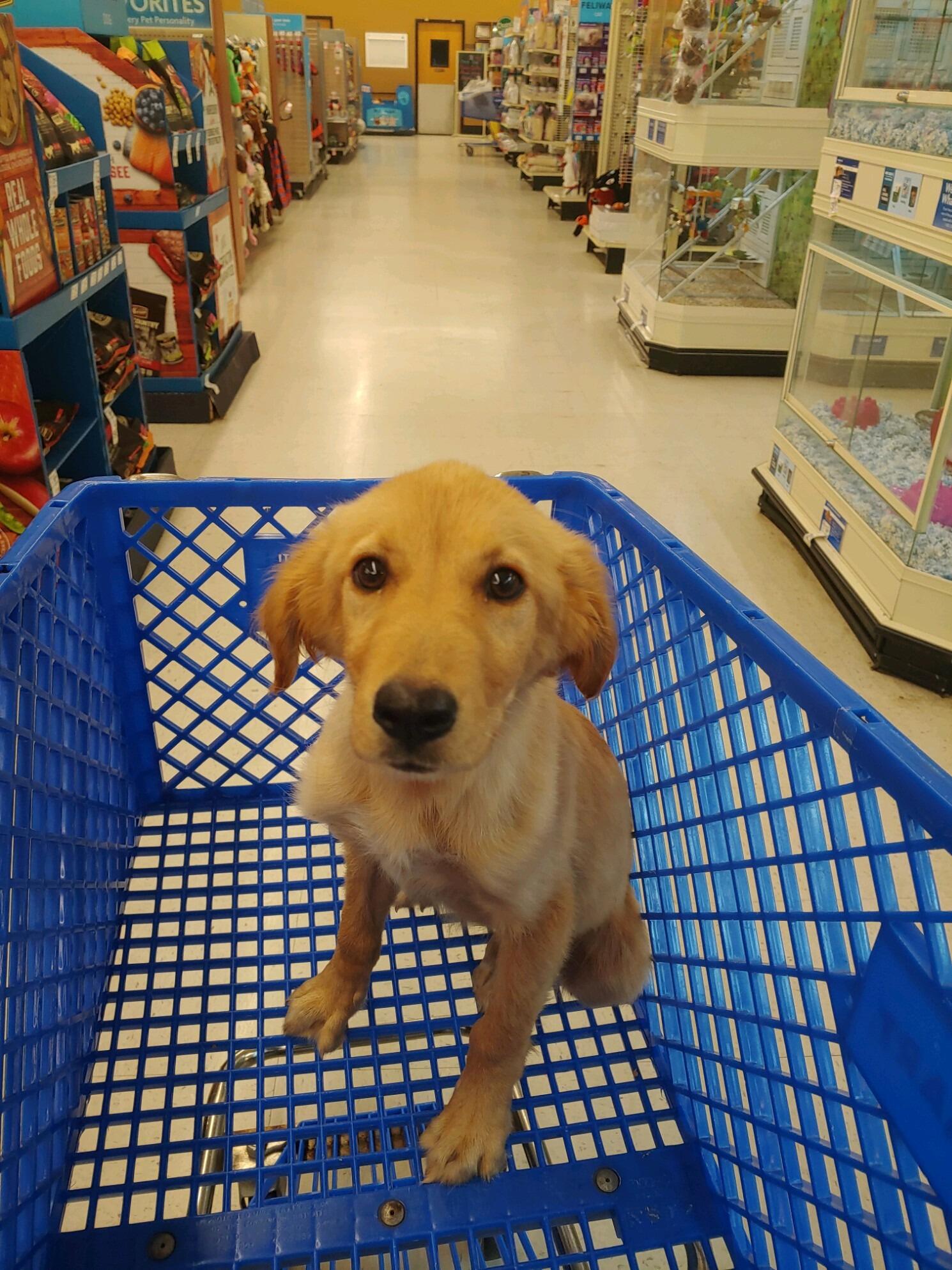 Scout's Adoption Day!