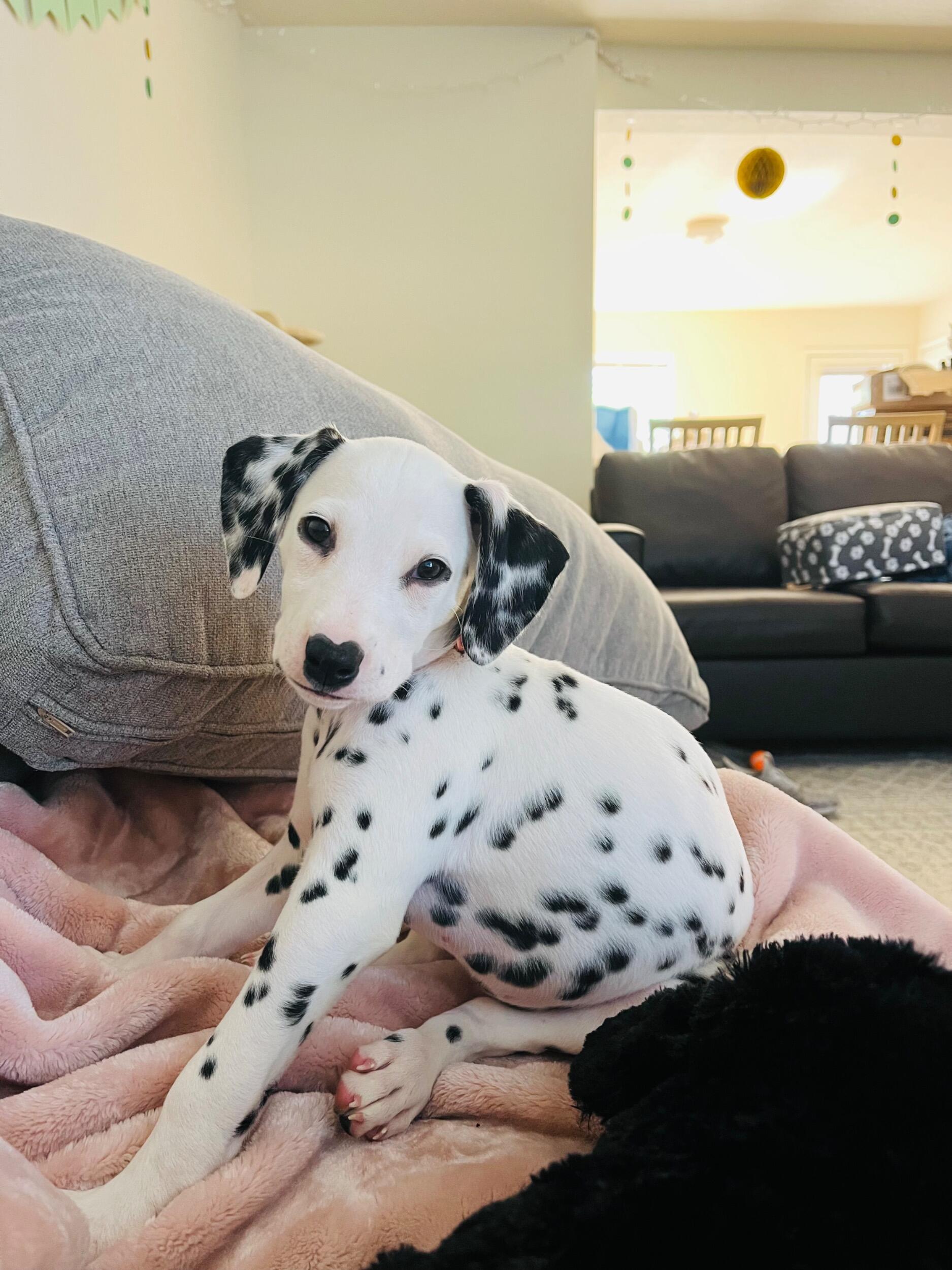• Got our first dog together • 