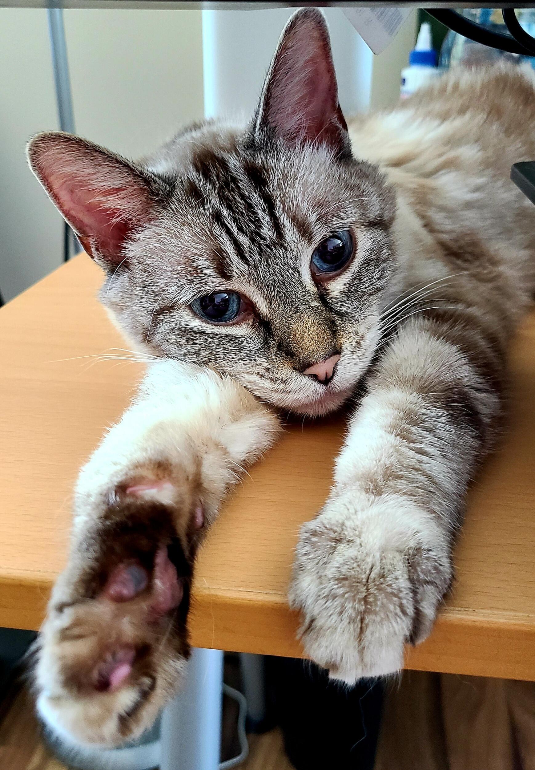 Cricket is our all-the-time kitty.