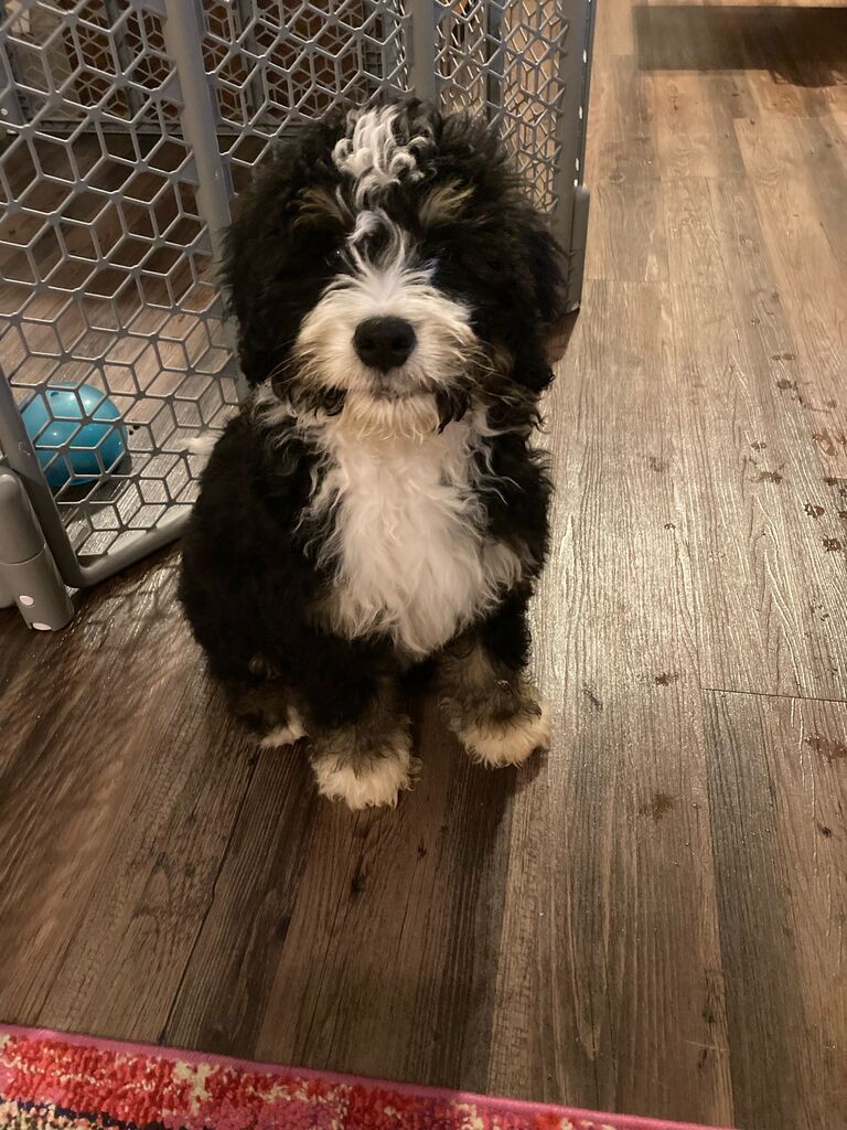 We add a new member to our family - arguably the cutest. Lorenzo aka Enzo.