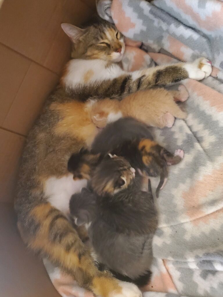 Beacame cat grandparents!