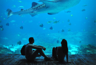 Couple sitting down at aquarium, how to plan an aquarium proposal