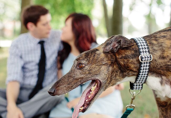 Engagement Photos With Dogs That Will Melt Your Heart