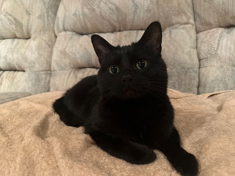 We welcomed Buffy to the family.