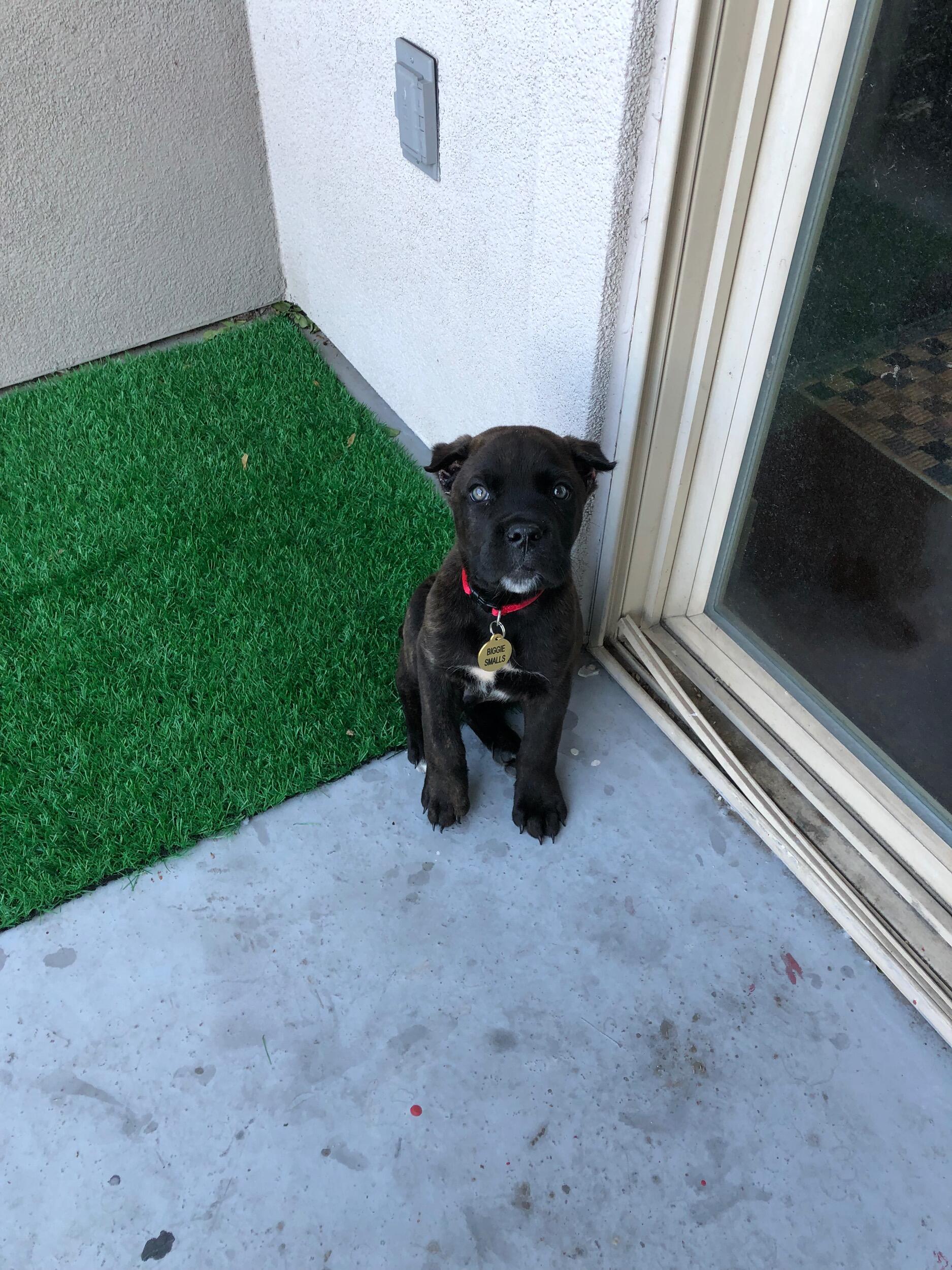 With some encouragement from Chloe, Nathan decided he needed to get a dog, so in October they drove up to Missouri to pick up their new baby, Biggie Smalls.