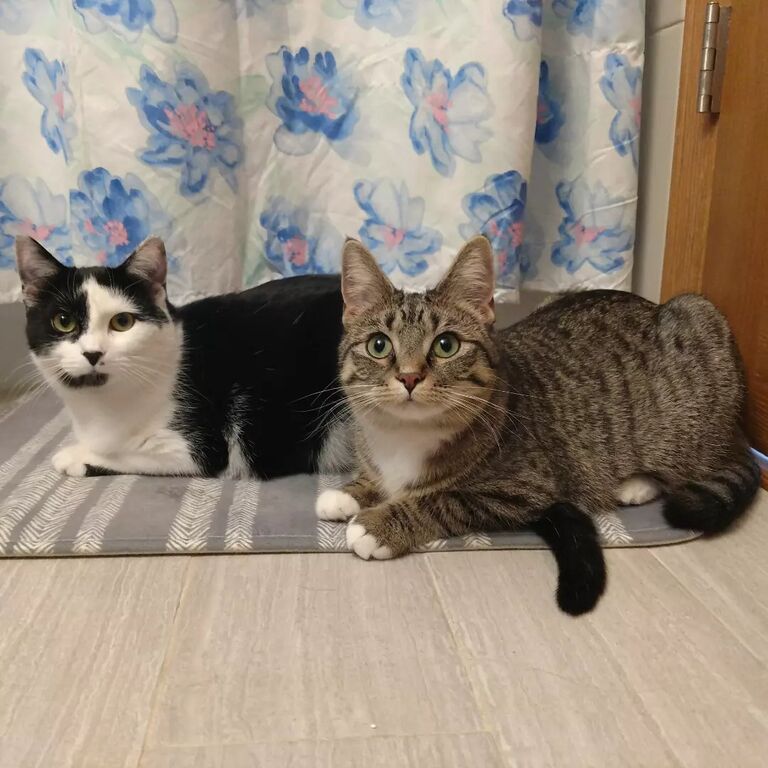 We adopted the sweetest kittens! Cricket (black and white) and Luna (brown tabby) turned 1 year old in July 2022.