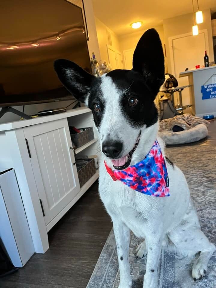 RIP bestest boy