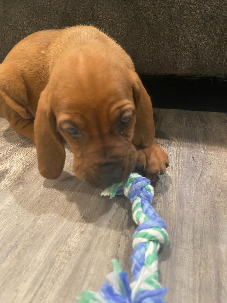 Soon after, Clover was welcomed into our family. 