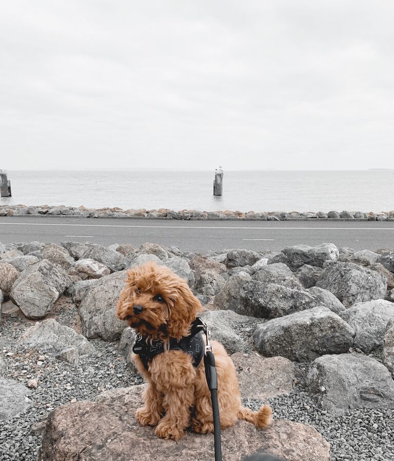 Marley the adventure dog!