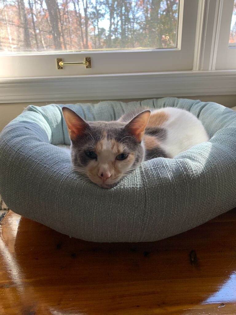 Our precious Lily unexpectedly passes away from a newly discovered heart condition. We are devastated - She was only 3 years old. We miss her everyday.