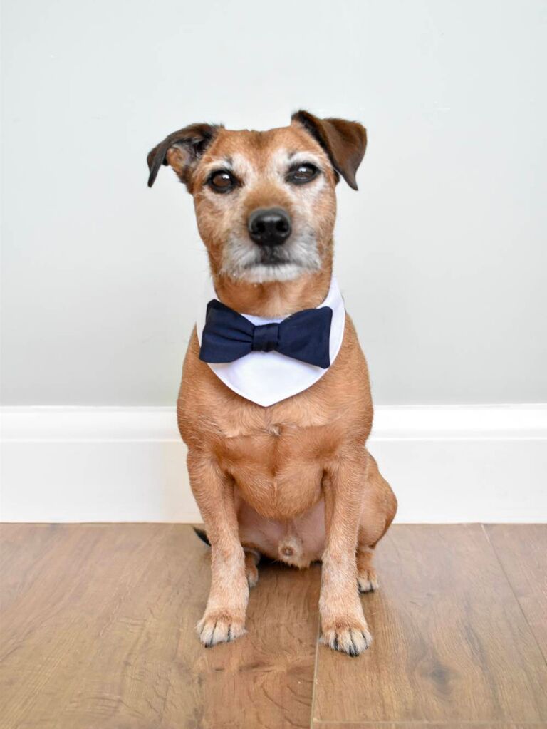 Dog wearing wedding bow tie