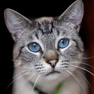 Gallery Photo 155