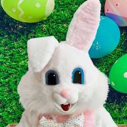 Easter Bunny Rentals by Funtime Services, profile image