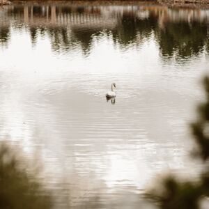 Gallery Photo 356