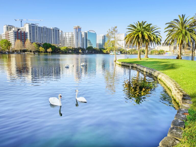 Swans in lake in front of orlando skyline