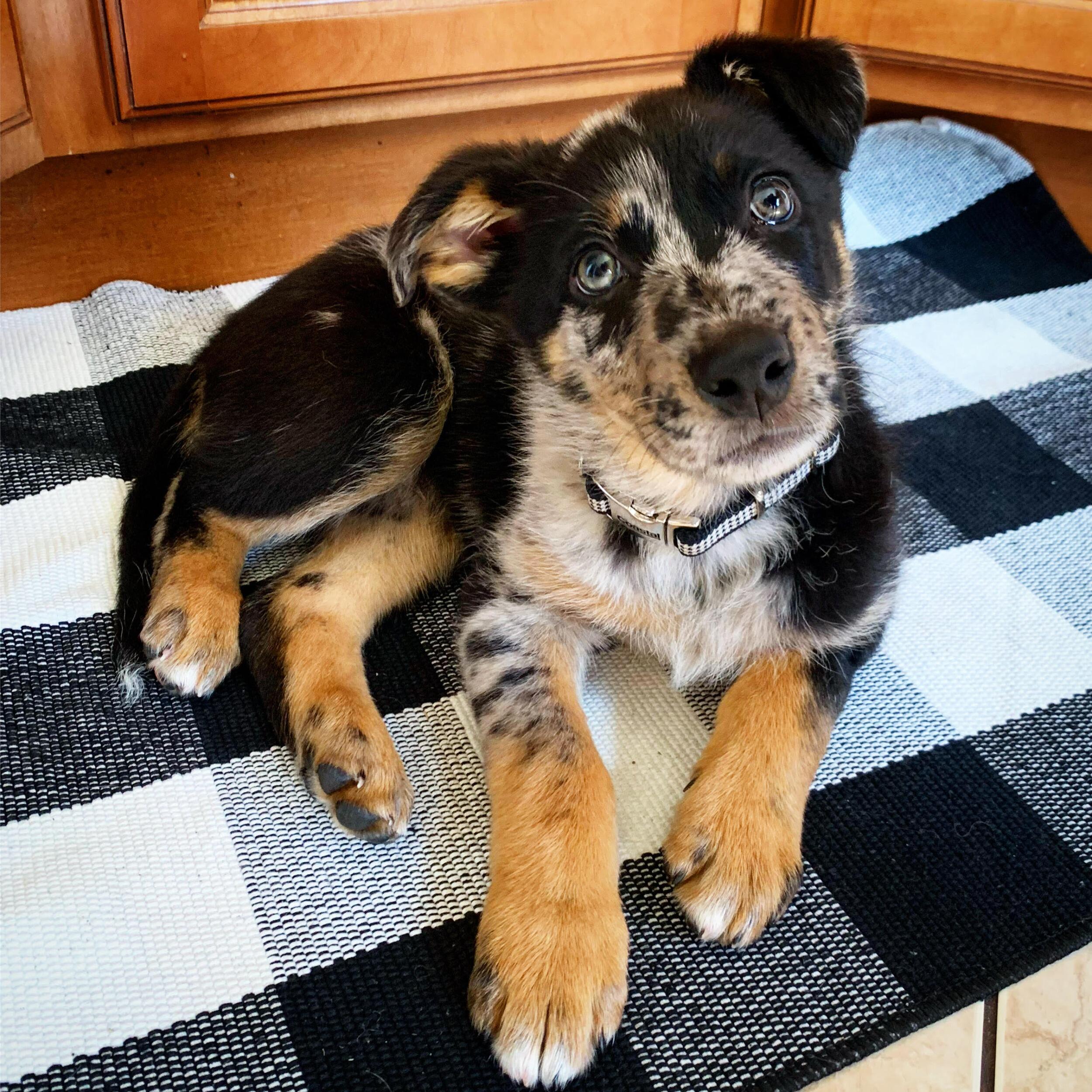 We adopted our goofy little Wreckers, aka Rex