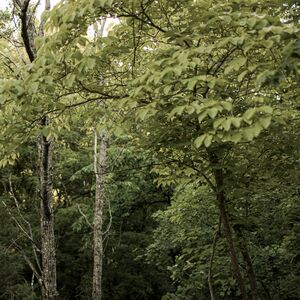 Gallery Photo 15