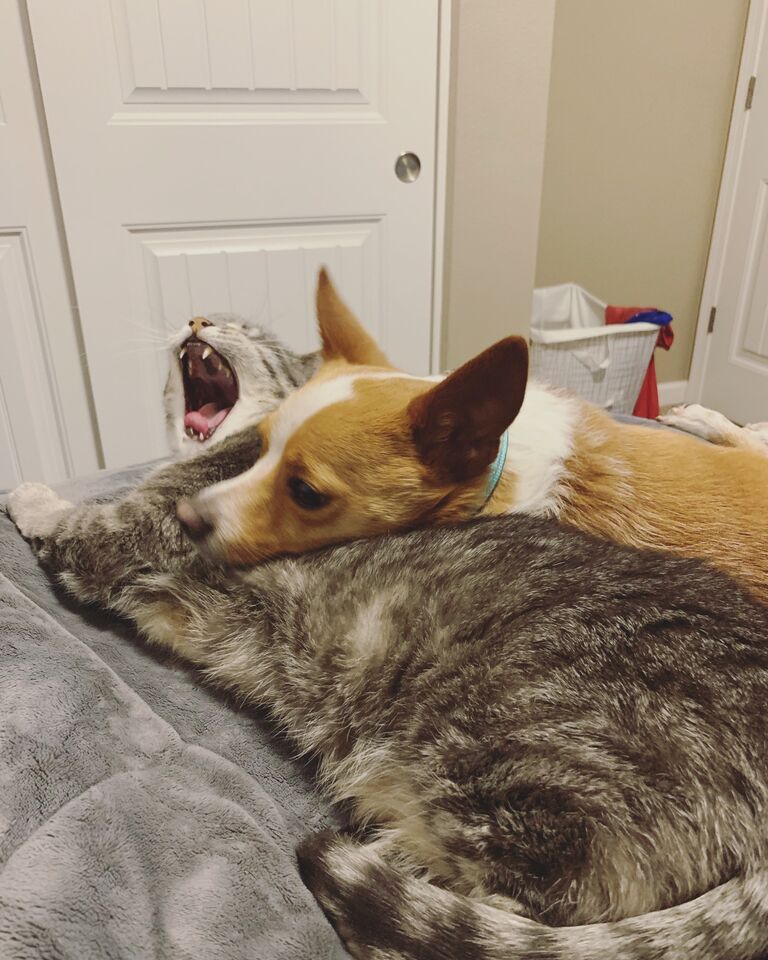 Our little fur-babies! Tucker, a rescued Corgi-mix, and Bear, our chunky kitty. They're so spoiled, but we love them so much!
